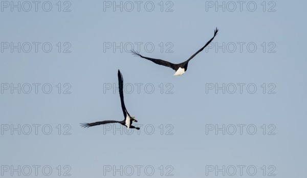 Two bald eagles (Haliaeetus leucocephalus) in flight against a blue sky, Anchor Point, Alaska, USA