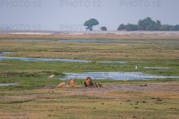 Maned lion and lioness, lion (Panthera leo), Ihaha, Chobe National Park, Botswana