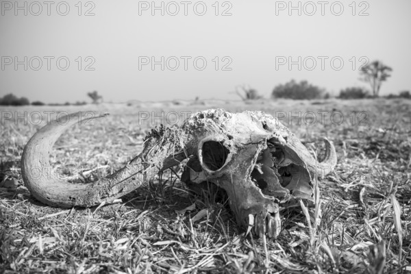 Buffalo Skull, Moremi Game Reserve, Botswana