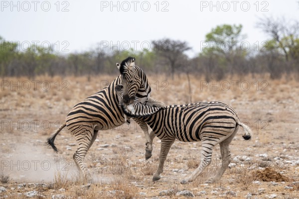 Two plains zebras (Equus quagga) fighting, Etosha National Park, Namibia