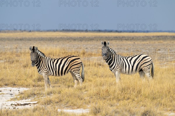 Plains zebra (Equus quagga), Etosha National Park, Namibia