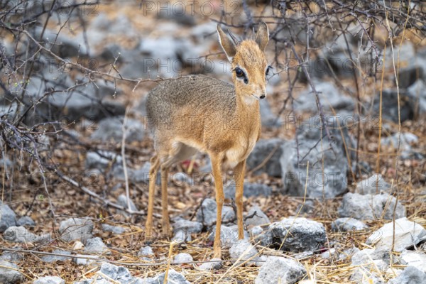 Damara dik-dik or kirk dik-dik (Madoqua kirkii), adult animal in the undergrowth, Etosha National Park, Namibia