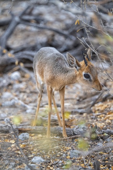 Damara dik-dik or kirk dik-dik (Madoqua kirkii), adult animal in the undergrowth, Etosha National Park, Namibia
