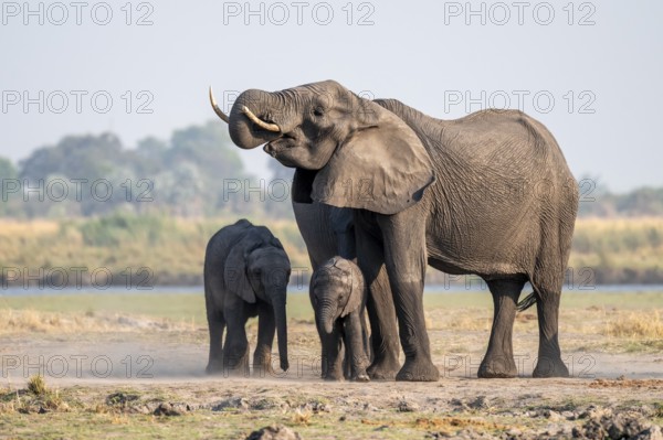 Herd of African elephants (Loxodonta africana), Ihaha, Chobe National Park, Botswana