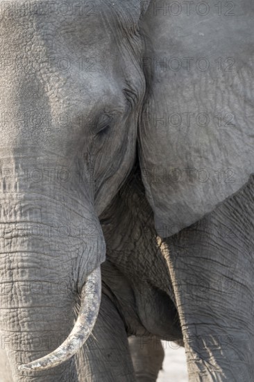 Animal portrait, African elephant (Loxodonta africana), Ihaha, Chobe National Park, Botswana