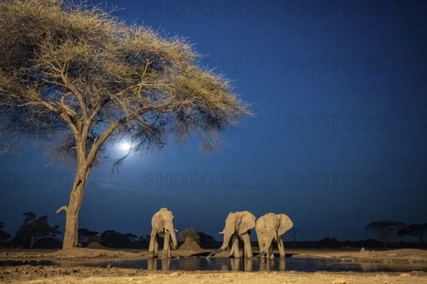 Waterhole at night, African elephants drinking, night view, Kasane, Botswana