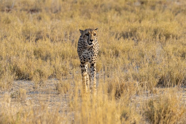 Cheetah (Acinonyx jubatus) running in dry savannah, Etosha National Park, Namibia