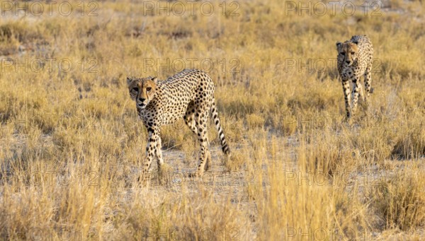 Two cheetahs (Acinonyx jubatus) in dry savannah, Etosha National Park, Namibia