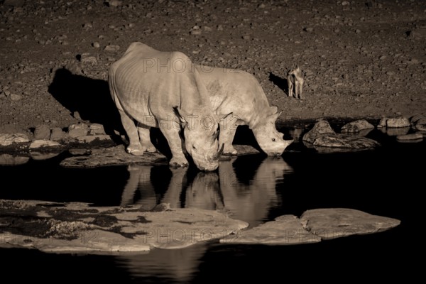 Night shot, black rhino (Diceros bicornis), Okaukuejo waterhole, Etosha National Park, Namibia
