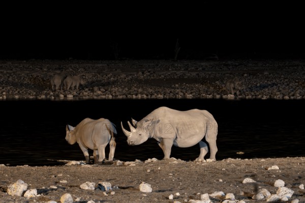 Night photograph, black rhino (Diceros bicornis) with young, Okaukuejo waterhole, Etosha National Park, Namibia