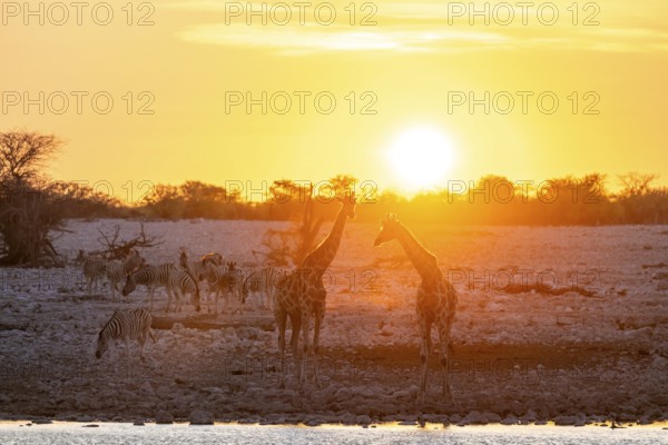 Angola giraffe (Giraffa giraffa angolensis), two giraffes in the backlight at sunset, atmospheric sunset, Okaukuejo waterhole, Etosha National Park, Namibia