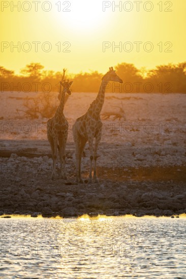 Angola giraffe (Giraffa giraffa angolensis), two giraffes in the backlight at sunset, atmospheric sunset, Okaukuejo waterhole, Etosha National Park, Namibia