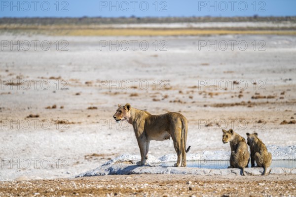 Lion (Panthera leo), with young at the waterhole, Nebrowni waterhole, Etosha National Park, Namibia