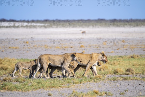 Lioness (Panthera leo) with cubs, Etosha National Park, Namibia