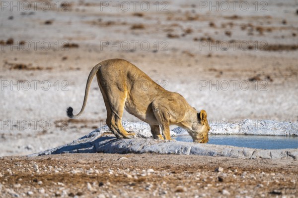 Lioness (Panthera leo) drinking at the waterhole, Nebrowni waterhole, Etosha National Park, Namibia
