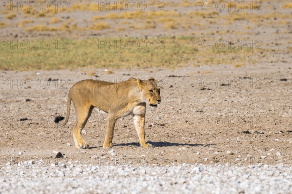 Lioness (Panthera leo), Etosha National Park, Namibia