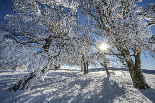 Winter atmosphere with snowy, snow-covered beech trees, windbreaks, windbeeches, Oberried, Schauinsland, Breisgau-Hochschwarzwald, Baden-Württemberg, Germany