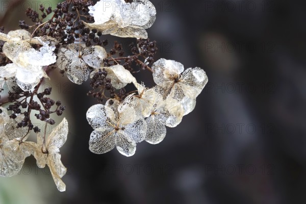 Hydrangea in winter, Germany