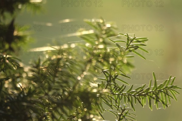 Yew with spider webs, winter, Germany