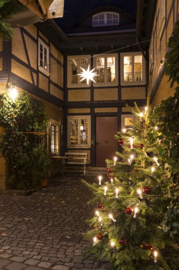 Decorated Christmas tree and Herrnhut star on a half-timbered house in the historic village center of Loschwitz during Advent, Dresden, Saxony, Germany