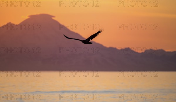 Bald eagle (Haliaeetus leucocephalus) flying in front of mountain silhouettes of the Aleutian chain with peak Mount Redoubt, at sunset, picturesque golden light of the midnight sun, Cook Inlet, Anchor Point, Anchor River State Recreation Area, Alaska, USA