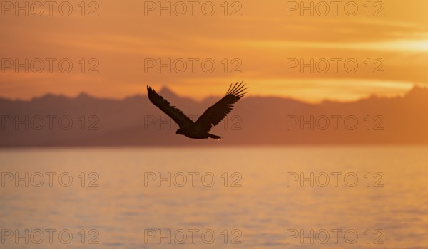 Bald eagle (Haliaeetus leucocephalus) flying in front of mountain silhouettes of the Aleutian chain, at sunset, picturesque golden light of the midnight sun, Cook Inlet, Anchor Point, Anchor River State Recreation Area, Alaska, USA