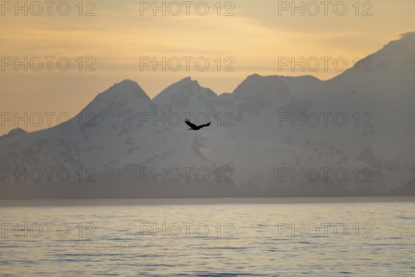 Bald eagle (Haliaeetus leucocephalus) flying in front of mountain silhouettes of the Aleutian chain with peak Mount Iliamna, at sunset, picturesque golden light of the midnight sun, Cook Inlet, Anchor Point, Anchor River State Recreation Area, Alaska, USA