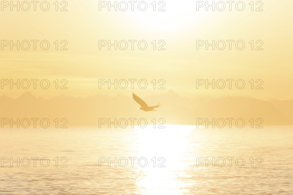 Bald eagle (Haliaeetus leucocephalus) flying against the setting sun, sunset, picturesque golden light of the midnight sun, Cook Inlet, Anchor Point, Anchor River State Recreation Area, Alaska, USA