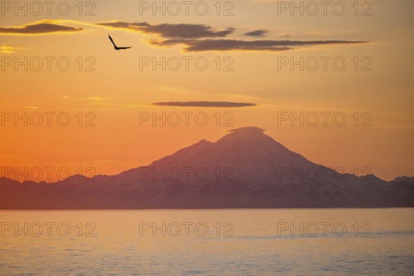 View over Cook Inlet to white mountain peaks of Mount Redoubt, at sunset, picturesque golden light of the midnight sun, bald eagle (Haliaeetus leucocephalus) in flight, mountains of the Aleutian chain, Anchor Point, Anchor River State Recreation Area, Alaska, USA