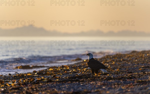 Bald eagle (Haliaeetus leucocephalus) on the beach at sunset, picturesque golden light of the midnight sun, Cook Inlet, Anchor Point, Anchor River State Recreation Area, Alaska, USA