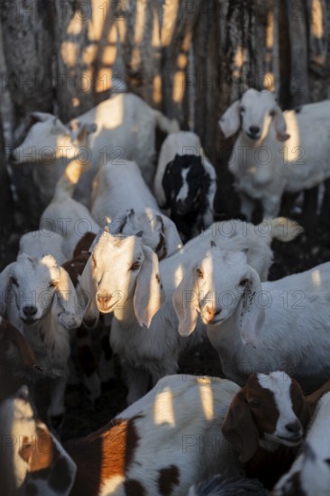 Goat stable, goats, traditional Himba village, Kaokoveld, Kunene, Namibia