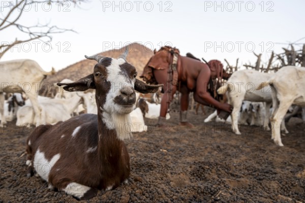 Himba woman milking a goat, traditional Himba village, Kaokoveld, Kunene, Namibia