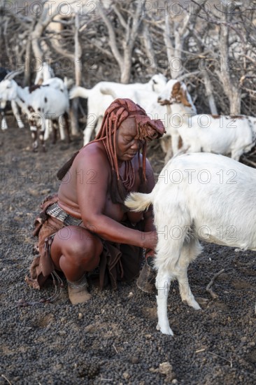 Himba woman milking a goat, traditional Himba village, Kaokoveld, Kunene, Namibia