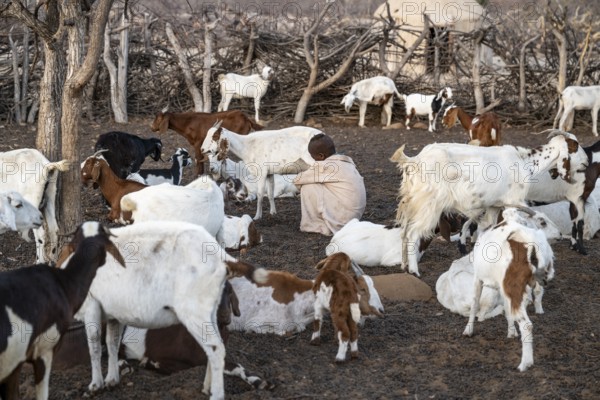 Himba child milking a goat, traditional Himba village, Kaokoveld, Kunene, Namibia