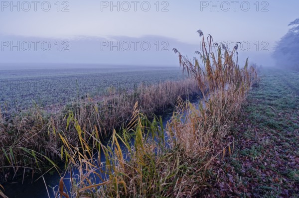 Winter landscape with reed at the Unterer Warwischer Wasserweg drainage trench in Hamburg's Vier- und Marschlanden. Kirchwerder, Hamburg, Germany