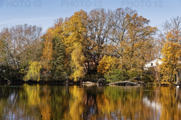 Trees in autumn colors on Sandbrack, a lake in the Kirchwerder district of Hamburg. Fünfhausen, Kirchwerder, Hamburg, Germany
