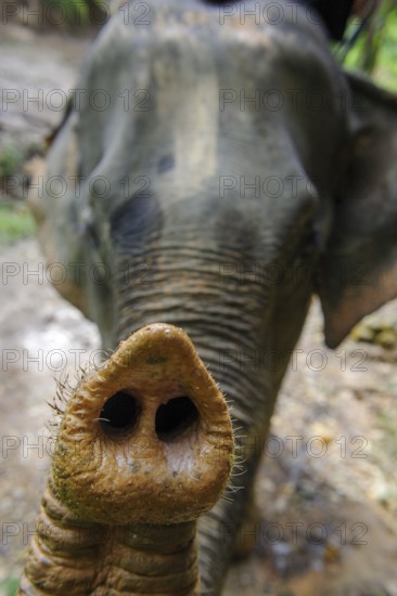 Indian elephant (Elephas maximus indicus) stretching its trunk towards the viewer, Thailand