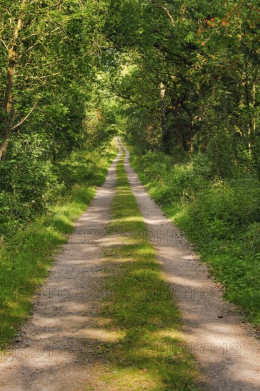 Dirt road leads through dreamy forest in the Lüneburger Heide nature park Park, Lower Saxony, Germany
