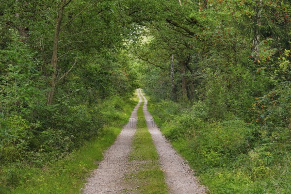 Dirt road leads through dreamy forest in the Lüneburger Heide nature park Park, Lower Saxony, Germany