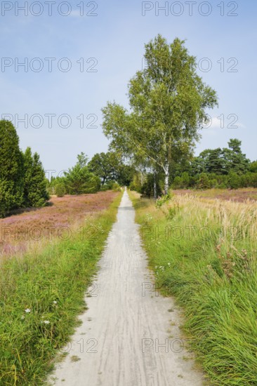 Tree-lined dirt road amidst blooming southern heath, Lower Saxony, Germany