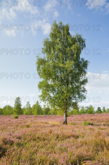 Large birch tree in the blooming Lüneburg Heath, Lower Saxony, Germany