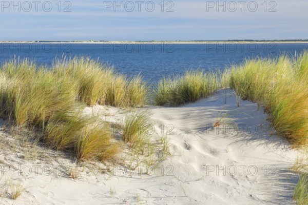 Sand dunes on the elbow on the island of Sylt, Germany