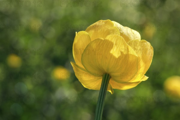 Blooming troll flower in mountain summer, Alps