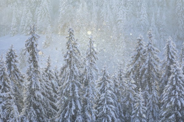 Fresh snow-covered spruce forest