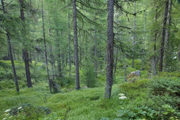 Lichen-covered larch forest in Val d'Hérens, Canton of Valais, Switzerland