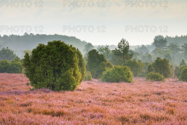 Junipers and pines in the blooming southern heath, Schmarbeck, Lower Saxony, Germany