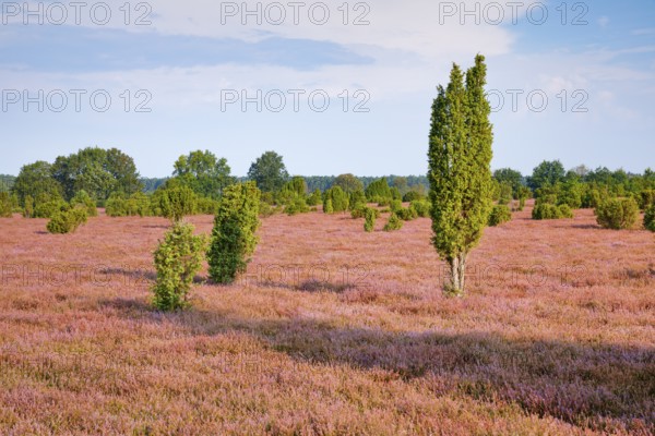 Juniper trees in the blooming southern heath near Schmarbeck, Lower Saxony, Germany