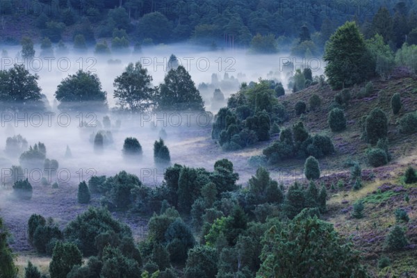 Forest and clouds of fog in Totengrund in the Lüneburger Heide, Lower Saxony, Germany