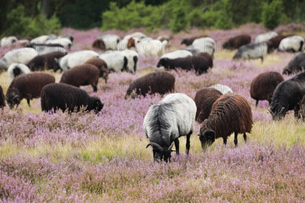 Heidschnucken eating in the midst of the blooming Lüneburger Heide, Lower Saxony, Germany