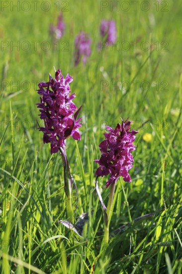 Blooming spotted orchid, Swiss Alps